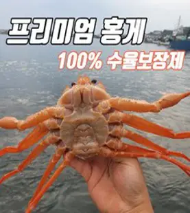 품질보증100% 최상급 프리미엄 10마리 연지 홍게 자숙 영덕 대게 구룡포 속초 울진 후포 산지직송, 프리미엄 연지홍게