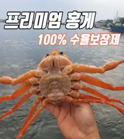 품질보증100% 최상급 프리미엄 10마리 연지 홍게 자숙 영덕 대게 구룡포 속초 울진 후포 산지직송, 가성비 연지홍게