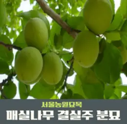 왕매실나무 왕매실 4년생 결실주 1주