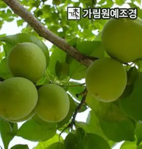 매실나무 슈퍼왕매실 홍매실 유실수 가림원예조경, 슈퍼왕매실 R5cm 결실주 분묘, 1개