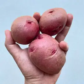 [지구다움]야식으로 제격 국내생산 80%를 차지하는 포슬포슬한 수미감자 3kg~10kg, 5키로, L급, 1개