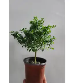 애니시다 외목대 중품 25~40cm 129, 1개