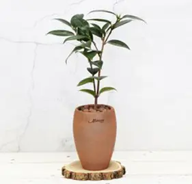마마스스튜디오 오리지널빈티지 브라우니팟 수제 토분