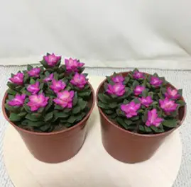취설송 1개 핑크 다육이 선인장 공기정화 반려식물, 혼합색상