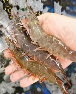 그대의밥상 국산 생물 흰다리새우, 1kg (25미 내외), 1개